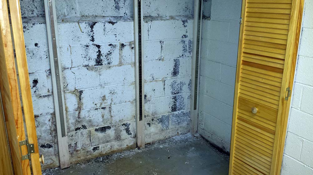 Seepage through wall, mold growth, peeling paint | Before