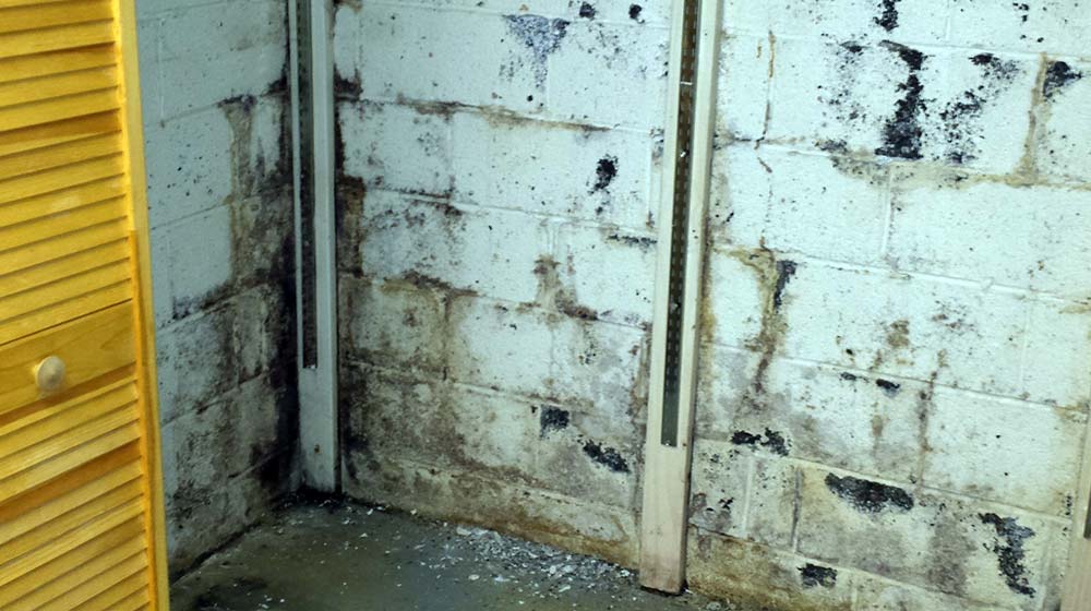 Seepage through wall, mud and silt, black mold growing in cracks | Before